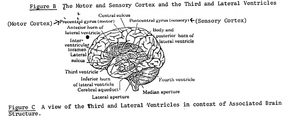 Motor and Sensory Cortex and the Third and Lateral Ventricles - Gateway Process