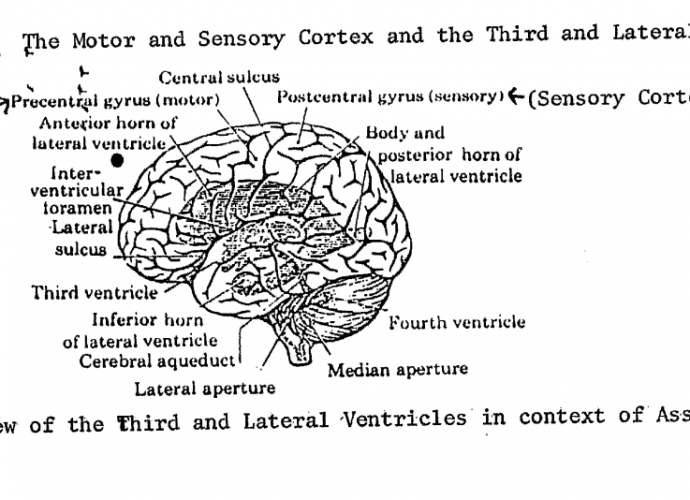 Motor and Sensory Cortex and the Third and Lateral Ventricles - Gateway Process